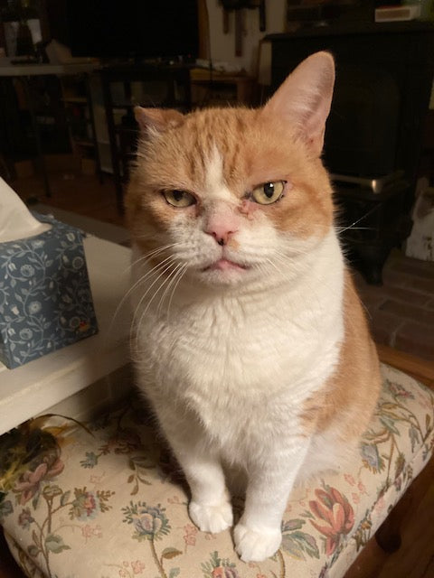 Puppy, the rescued gallery cat, soon to have his own Instagram account.